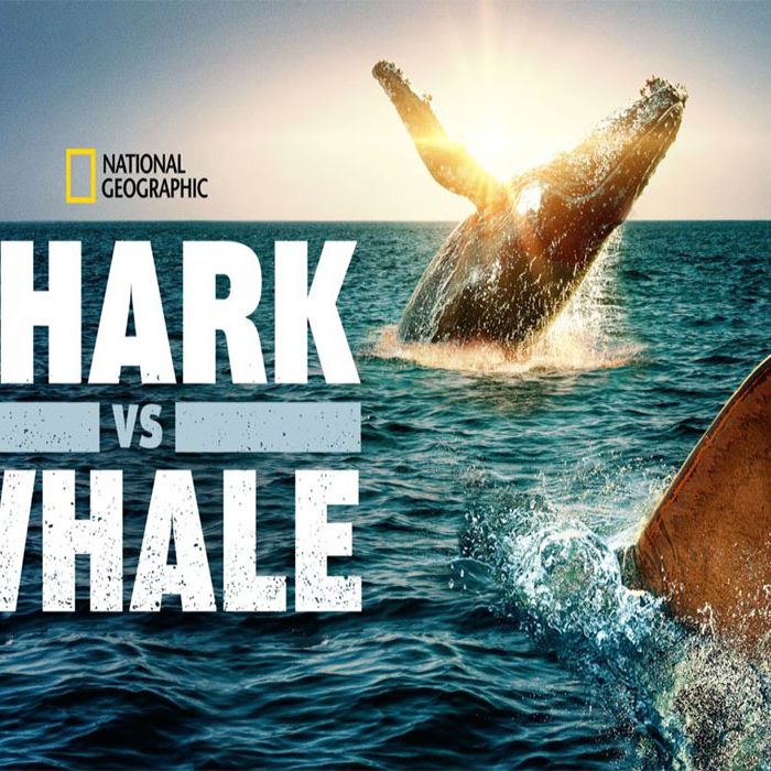 Shark vs. Whale