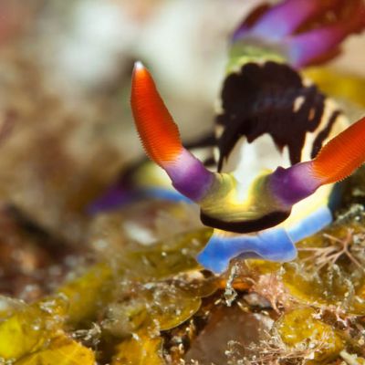 BLOG Nudibranch