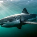BLOG great white shark