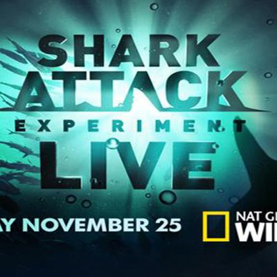 BLOG shark attack