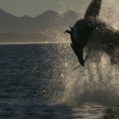 Sharkville3
