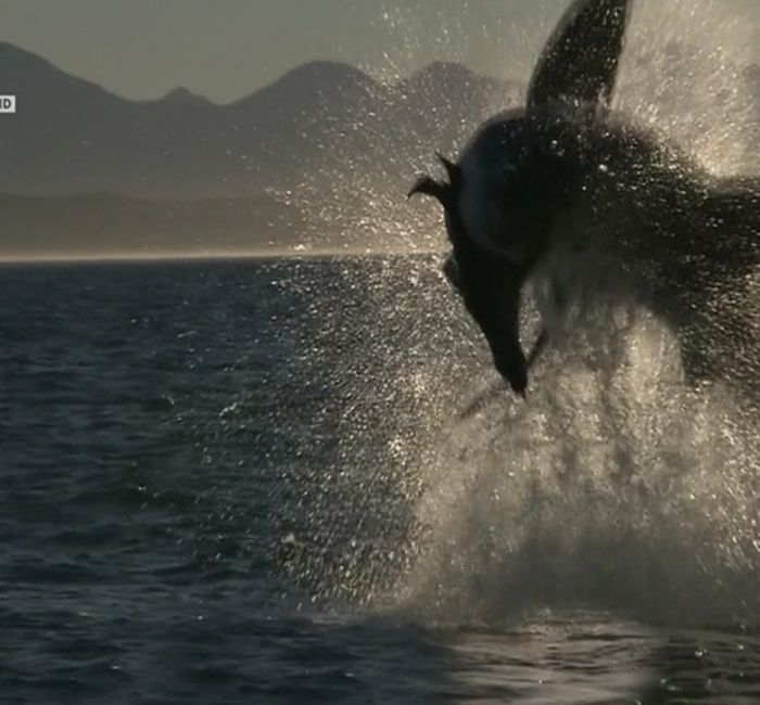 How to film the perfect Great White Shark breach attack