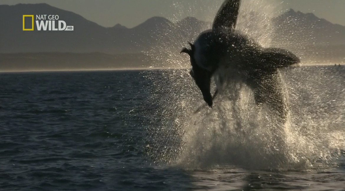 great white shark breaching hd