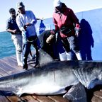 During the OCEARCH expedition, we were able to place almost 50 transmitters internally into white sharks