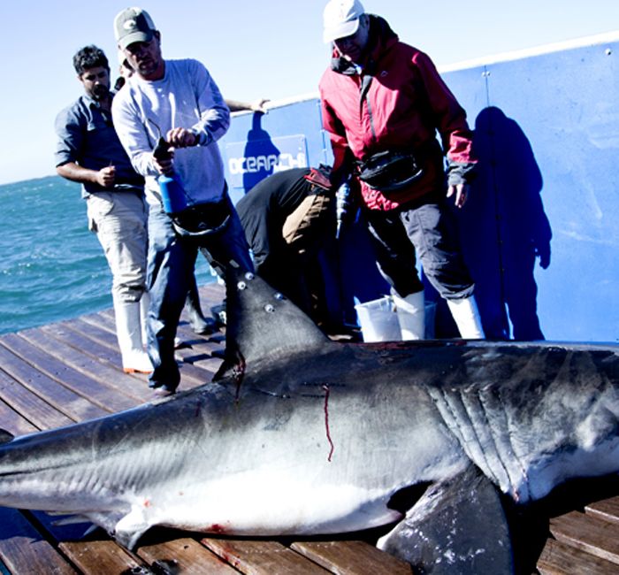 INTERVIEW: Ryan Johnson talks about tagging Great White Sharks and his work with Ocearch