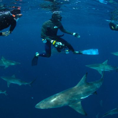Shark Diving Volunteer Program