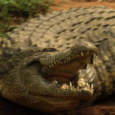 BLOG croc