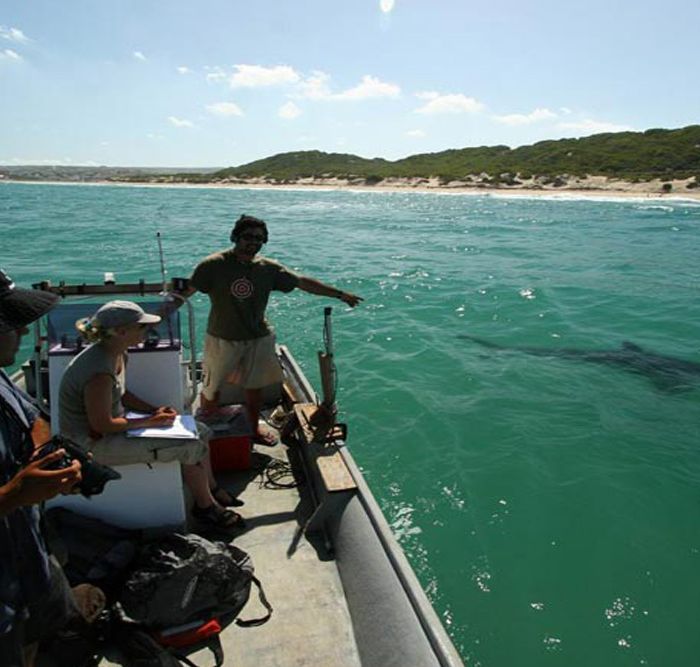 Interview with Critic Magazine: Ryan Johnson – Great White Shark Expert