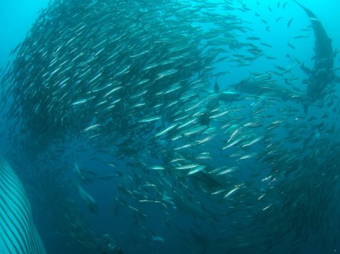 BLOG sardine