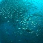 BLOG sardine