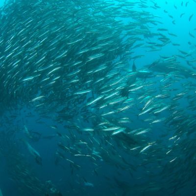 BLOG sardine