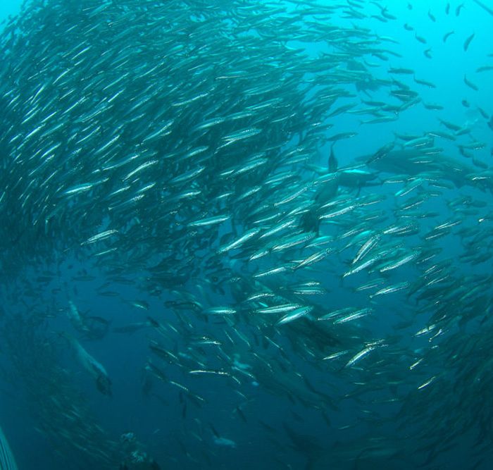 South Africa’s Sardine Run – Making the most of it