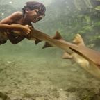 BLOG shark documentaries