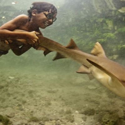 BLOG shark documentaries