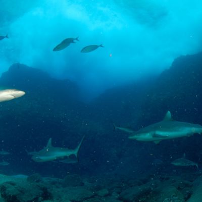 Secret Shark Pits. For National Geographic 2008