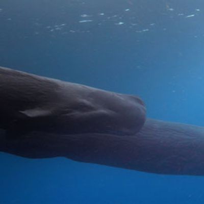 Squid vs whale