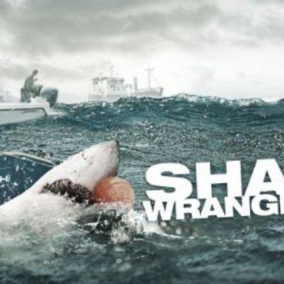 Blog Shark wranglers