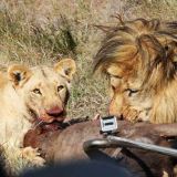 Wildlife Filmmaking Course
