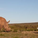Wildlife Filmmaking Course