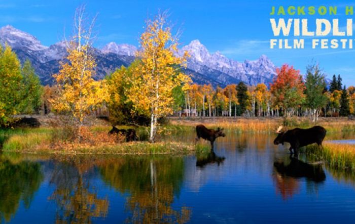 How to nail it at a wildlife film festival