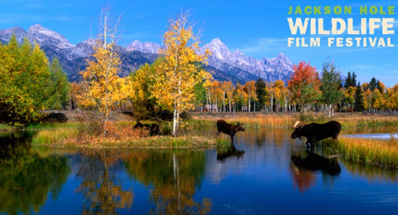 How to nail it at a wildlife film festival