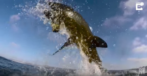 Great white shark breach cam