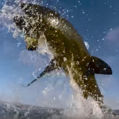 Great white shark breach cam