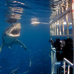 shark cage