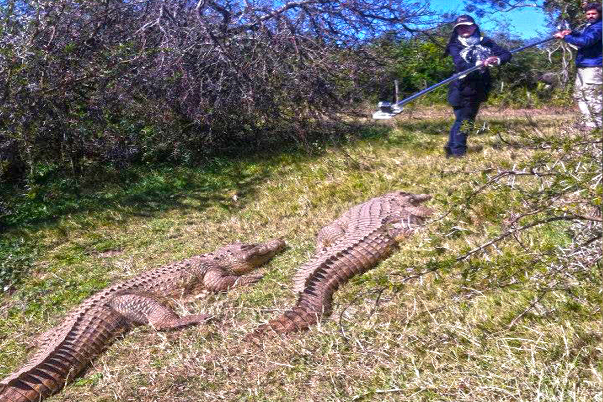 Wildlife Filmmaking Course