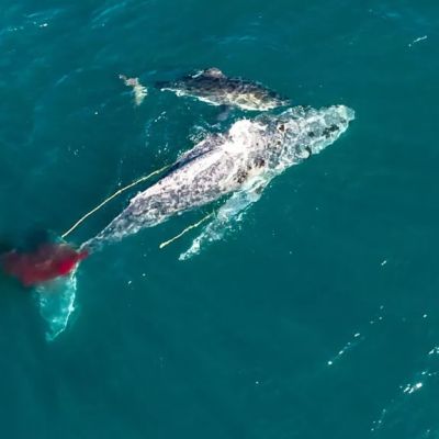 Shark vs Whale. For National Geographic Sharkfest 2020