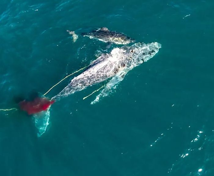 Capetalk interview – Great White named Helen filmed, for 1st time ever, strategically killing a whale