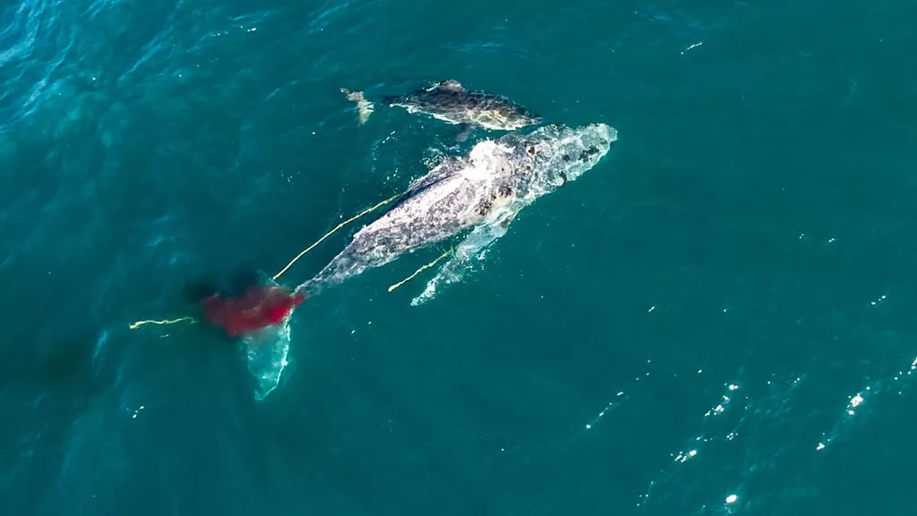 Capetalk interview - Great White named Helen filmed, for 1st time ever, strategically killing a whale