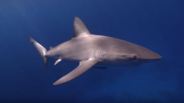Galopagus Shark