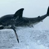 Air Jaws Expedition
