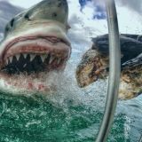 Air Jaws Expedition