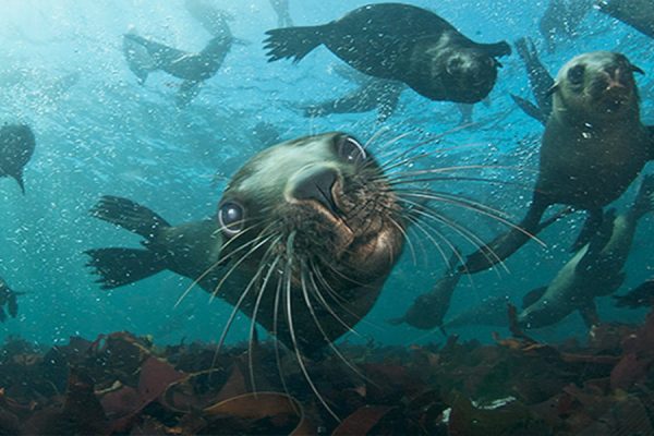 South Africa Sardine Run - Cape fur seals