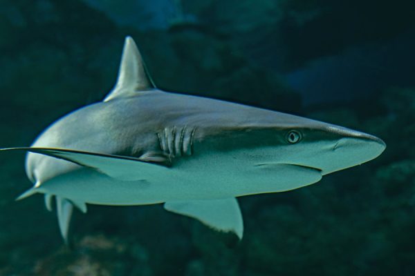 South Africa Sardine Run - black tip sharks
