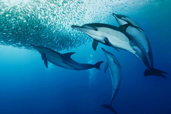 South Africa Sardine Run - dolphins on bait ball