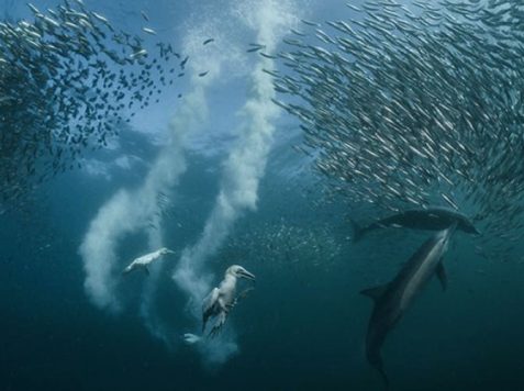 South Africa Sardine Run - gannet swims in bait ball