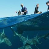 Expedition to Shark Reef