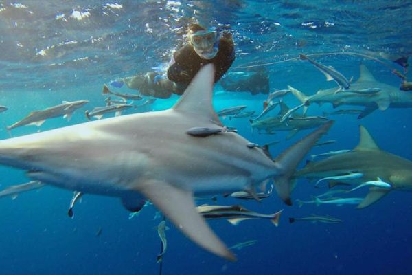 Wildlife, media, shark and conservation training - shark program