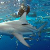 Expedition to Shark Reef