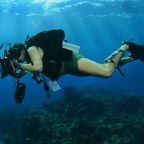 Wildlife, media, shark and conservation training - underwater photography