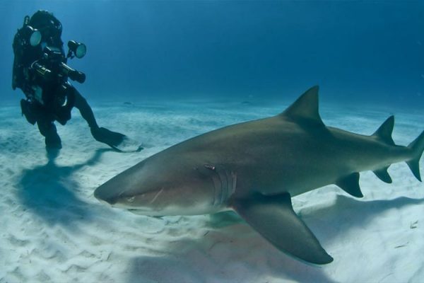 Wildlife, media, shark and conservation training - underwater videography