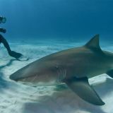 Underwater Videography Course