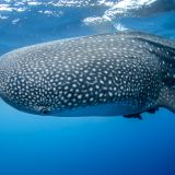 Expedition to Shark Reef