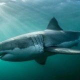 Air Jaws Expedition