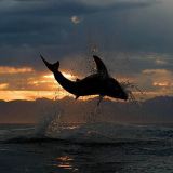 Air Jaws Expedition