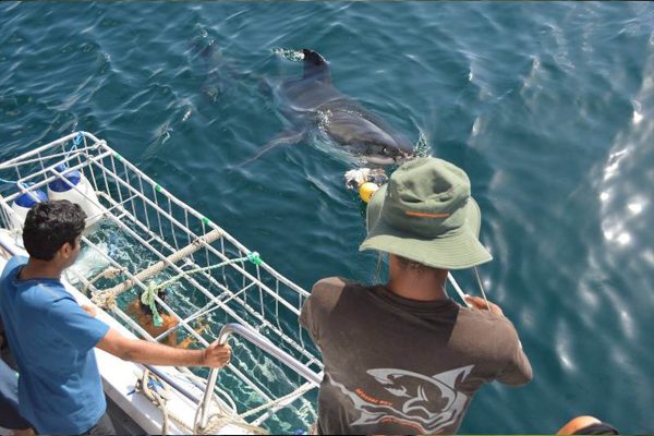 Great White Shark Research Mossel Bay - sharks researching students