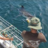 Great White Shark Field Course
